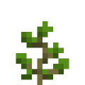 Blueberry Bush Sapling.png