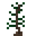 Pine Sapling.png